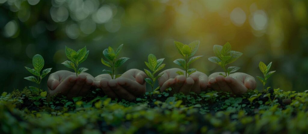 Hands cradling young seedlings
